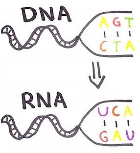 Drawing of DNA string conversion to RNA